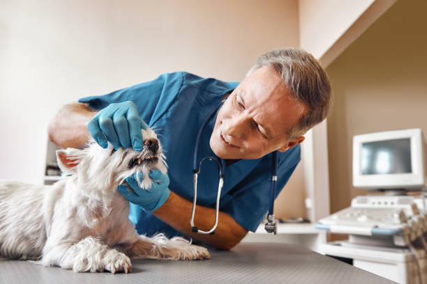 Best Broken or Cracked Tooth Emergency Dentist in Rollingwood, TX